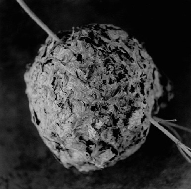 WASP NEST